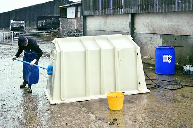 Figure 13. Cleaning calf facilities.