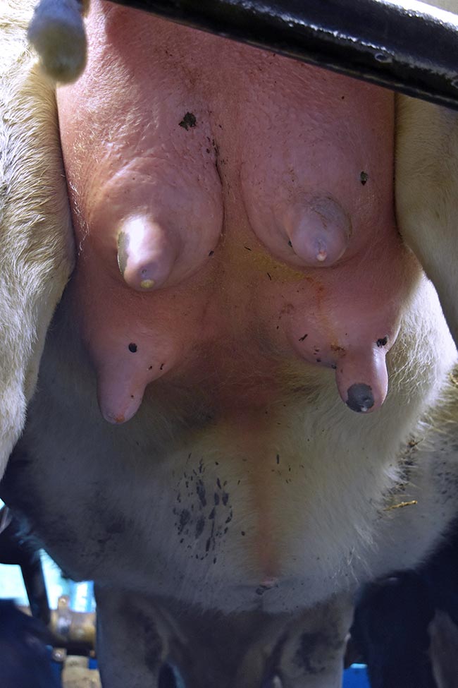 Figure 6. The udder should be hygienically prepared before harvesting colostrum – exactly the same way as the milking routine.