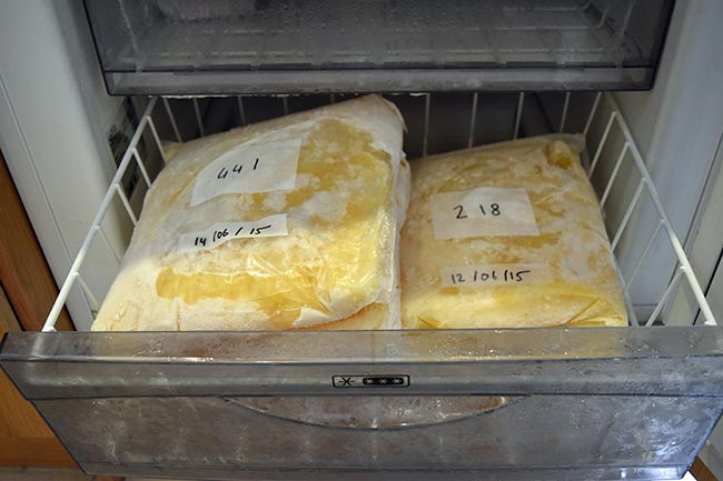 Figure 7. Colostrum stored flat in two-litre freezer bags will defrost much quicker than bulky milk or fizzy pop bottles.
