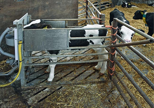 Figure 9. The feeding station of this computer-controlled feeder is located over slats to prevent build-up of moisture.