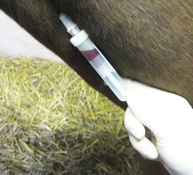 Figure 2. Many UK studs and AI centres require pre-entry serological screening for equine viral arteritis.