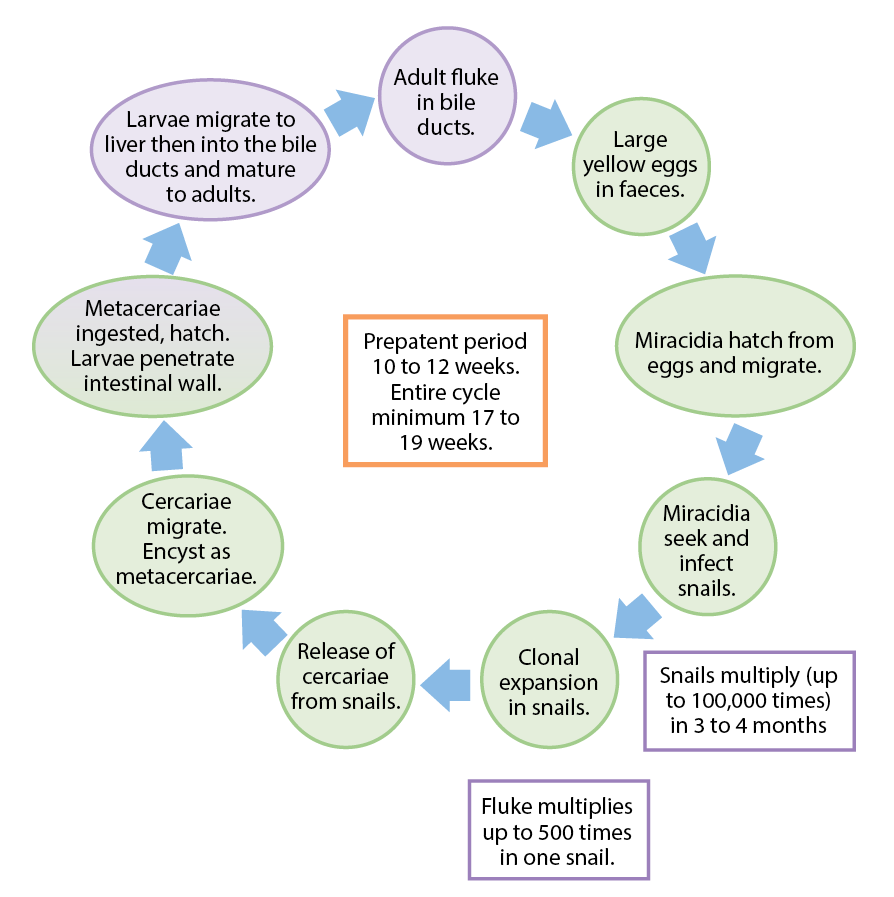 Figure 1. Life cycle of Fasciola hepatica (purple = final host stages; green = environment and snail stages).