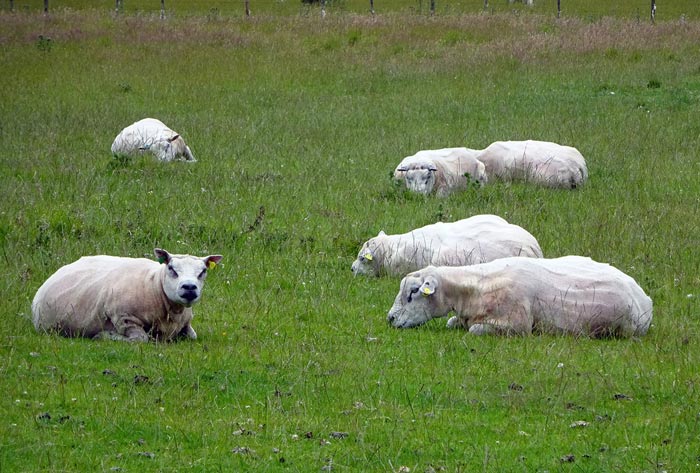 Figure 3. Rams often lie around inactive through the summer months.