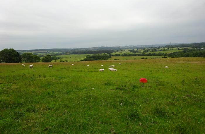 Figure 5. Rams are often kept on the same pasture at high stocking densities on relatively poor pasture for most of the year.