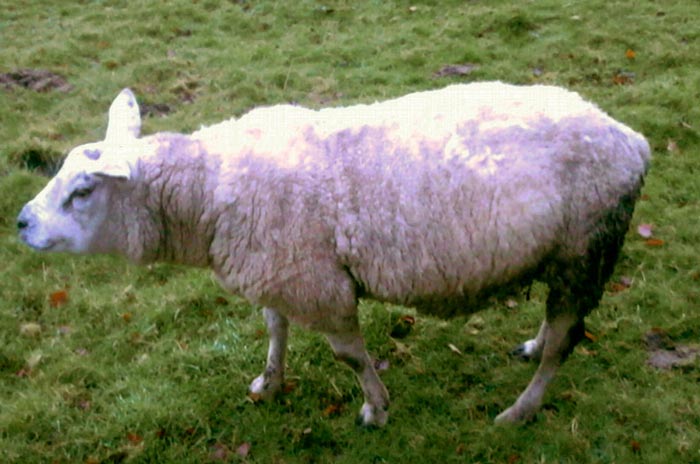 Figure 6. Rams can often be in poor condition post-tupping, especially newly purchased overfed rams.