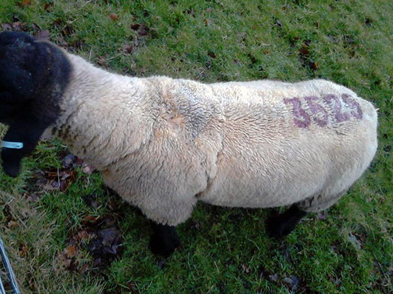 Figure 7. Rams can often be in poor condition post-tupping, especially newly purchased overfed rams.