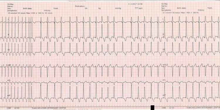 Figure 2a. Atrial fibrillation in a cavalier King Charles spaniel with fast atrial fibrillation, with a ventricular response rare of approximately 220bpm. Note, in this example, the absence of organised P waves preceding the QRS, with minimal undulations of the baseline, in addition to an irregular rhythm and narrow QRS complexes.