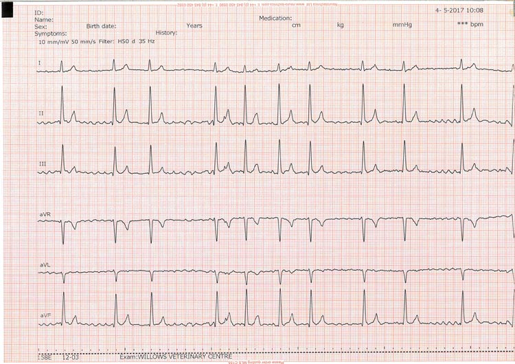 Figure 2b. Atrial fibrillation in a cross-breed dog, with a ventricular response rate of approximately 140bpm. Note the undulations of the baseline, irregular R-R interval and supraventricular rhythm.