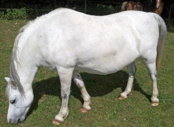 Figure 1. A 10-year-old Welsh pony mare with generalised obesity.