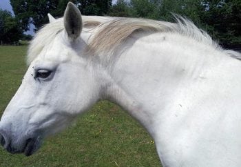 Figure 2. A 16-year-old British native breed pony mare with regional obesity.