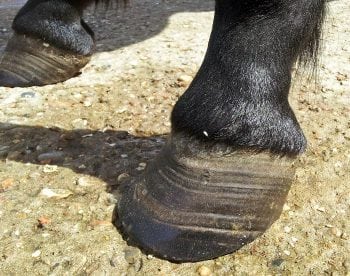 Figure 3. Recurrent laminitis results in divergent hoof rings.