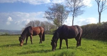 Figure 2. Owners should be prepared from the first moment of equine ownership – age is not an indicator of the likelihood of occurrence of equine end of life.