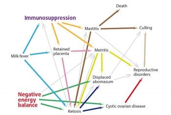 Figure 1. Interrelationships of transition cow diseases.
