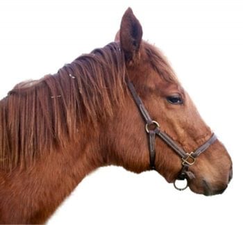 Figure 1. Filling under the jaw and muzzle of the weanling.