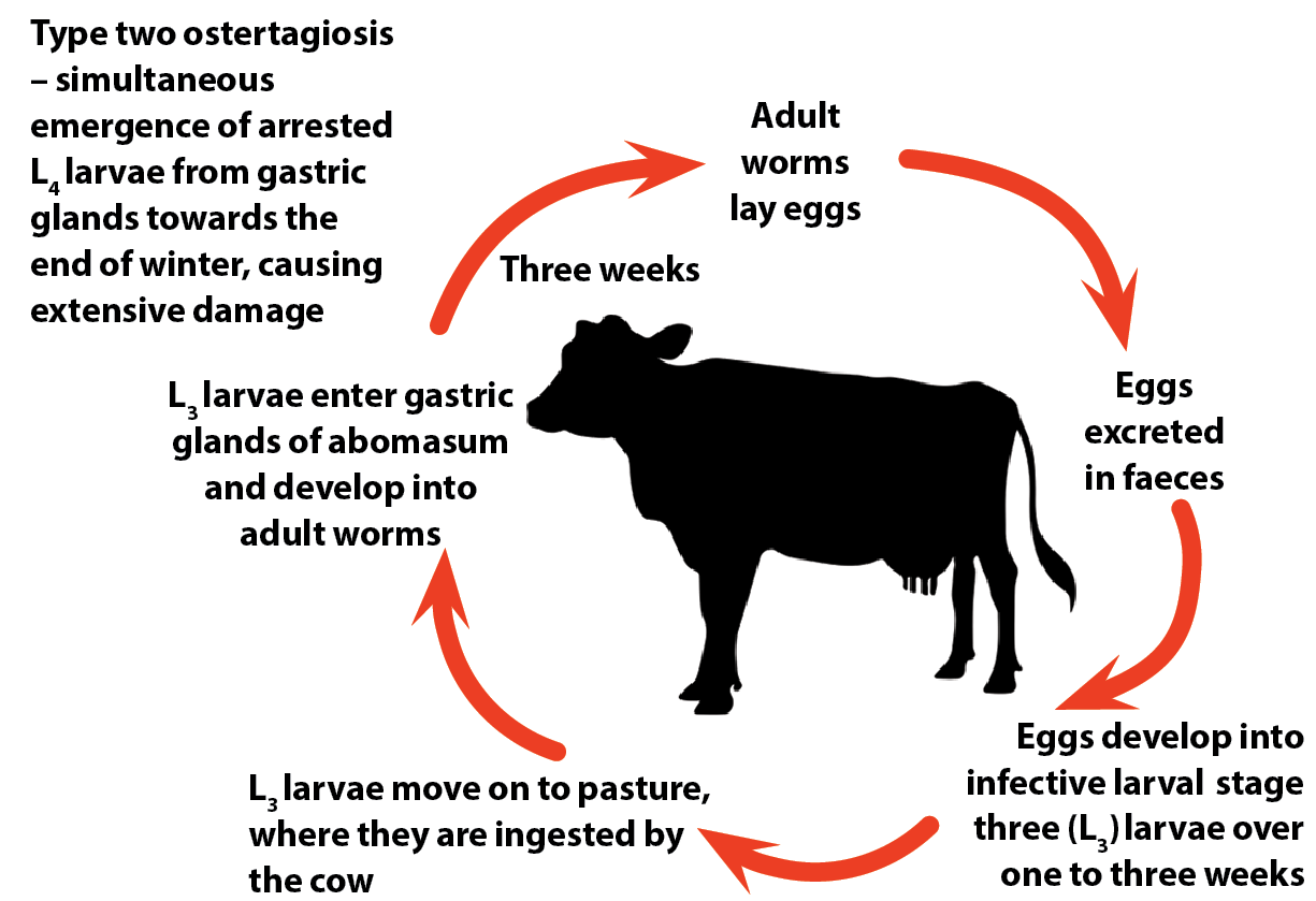 Figure 1. Diagram showing the life cycle of the nematode Ostertagia ostertagi.