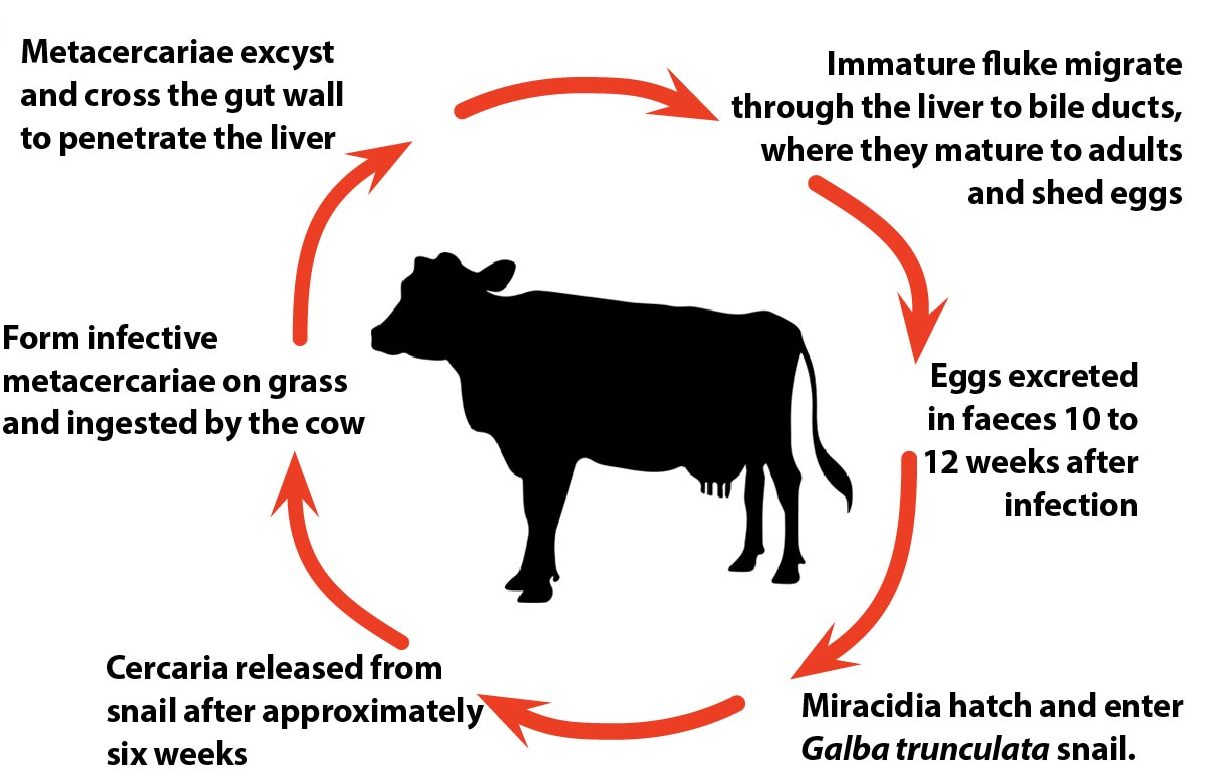 Figure 3. Diagram showing the life cycle of the trematode Fasciola hepatica.