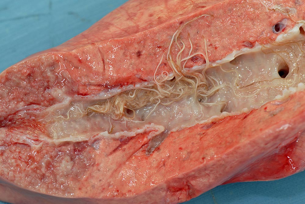 Figure 2. Lungworm (Dictyocaulus viviparus) in the bronchial tree.