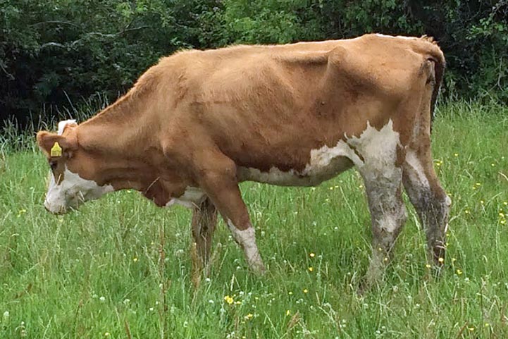 Figure 3. A yearling beef suckler heifer in July with ostertagiosis (faecal egg count 50epg; plasma pepsinogen 4.2IU).