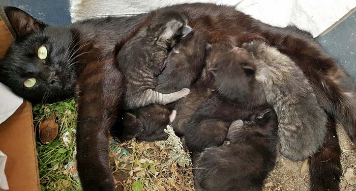 Mother cat and kittens.