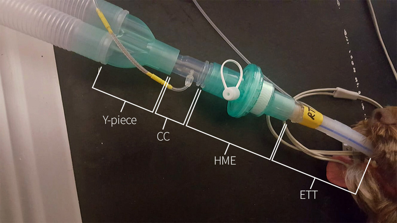 Animal anaesthesia – what vet nurses need to know | Vet Times Animal anaesthesia – what vet nurses need to know | Vet Times