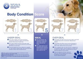 Figures 1 and 2. WSAVA body condition score charts.