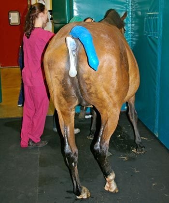 Figure 1. Prolonged delivery or dystocia can cause significant hypoxic injury to the foal.