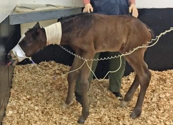 Figure 2: Neurologic signs are the most commonly seen. This foal is showing a lack of awareness of the mare and environment, and abnormal udder-seeking behaviour.