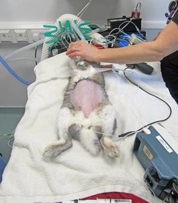 Figure 1. A rabbit is anaesthetised and prepared for surgery. The patient is in dorsal recumbency with the chest raised, compared to the abdomen, to avoid impairing respiration. Endotracheal intubation allows a patent airway and connection of the patient to a capnograph and mechanical ventilation. A Doppler and sphygmomanometer are used to monitor the blood pressure. A temperature probe is inserted in the anus for continuous rectal temperature monitoring. An infusion pump and a syringe driver are used to deliver intraoperative fluids and constant rate infusion analgesia.