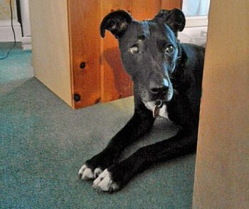 Figure 2. The selection of an inhibited coping strategy does not necessarily indicate a reduction in the severity of the problem. Dogs that withdraw may be equally distressed emotionally.