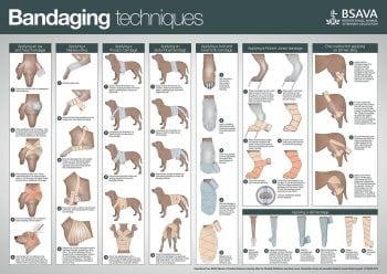 Figure 1. Image: BSAVA