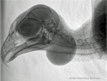 Figure 2. A radiograph demonstrating the submandibular mass. Image: Avian Veterinary Services.