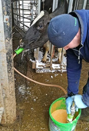 Figure 2. An Agger’s pump being used to provide oral hydration therapy to a fresh cow.