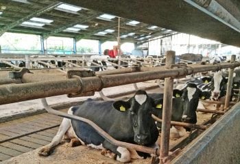 Figure 3. Assessing lying indexes, as well as the positioning of cows within the cubicles, can give an idea of cow comfort.