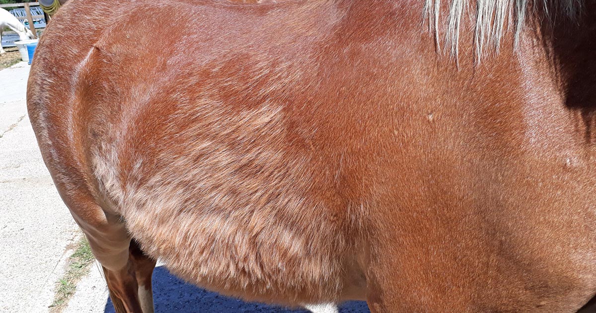 How do you clip a horse with cushings disease