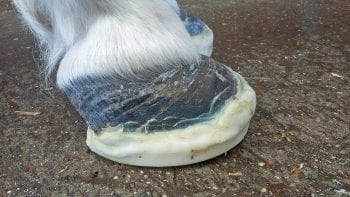 Figure 3. Foot support is an essential part of the management of acute laminitis.