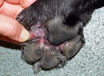 Figure 6. A dog with canine atopic dermatitis on its front feet.