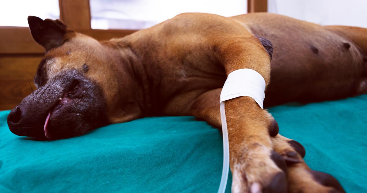 Diazepam cri for seizures in dogs