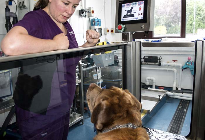 Mochdre Vets hydro treadmill.