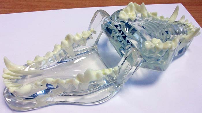 Dental model.