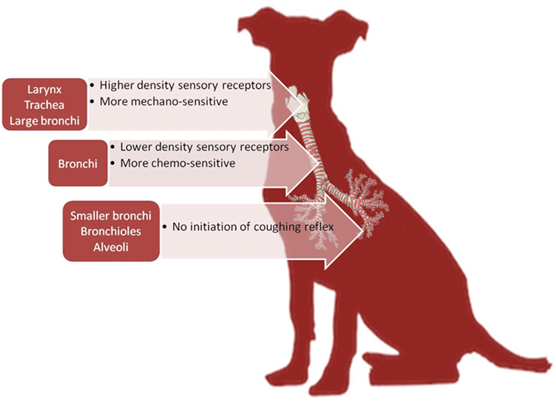 Figure 1. Anatomical distribution and function of sensory cough receptors in the dog.