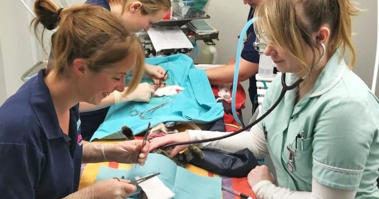 Charity cat neutering day success Vet Times