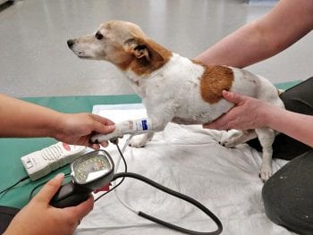 Figure 2. Chronic kidney disease may increase the kidney’s vulnerability to hypertensive injury. Reducing blood pressure will lower the risk of end organ injury – for example, to the retina and brain – and limit proteinuria and progression of CKD in dogs.