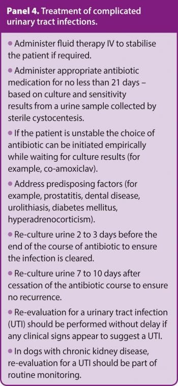 Panel 4. Treatment of complicated urinary tract infections.