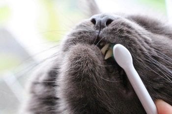 Figure 2. Professional oral care is recommended annually, although an individual animal’s needs should be taken into consideration. With the animal under general anaesthesia, detailed oral/dental examination is performed and dental radiographs obtained to accurately diagnose oral/dental disease and plan treatment. Oral/dental treatment always starts with professional dental cleaning. Image: David Černec