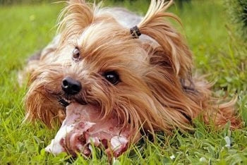 Figure 3. Chewing is associated with better physiologic teeth cleaning. Although (home-prepared) raw meat-based diets/treats may seem the most “natural” choice, scientific data is lacking on its effect on periodontal health in dogs and cats. Safety, nutritional adequacy, hygiene quality and other risks (including health risks to people) of feeding raw meat-based diets must be considered. Image: Tanja Plavec