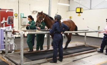 Figure 2a. Exercising endoscopy of horses on the treadmill.