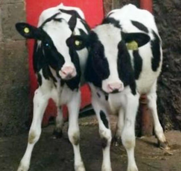 Identifying and removing carrier animals that can spread infectious disease is critical to control – one of these apparently healthy calves is a bovine viral diarrhoea persistently infected.