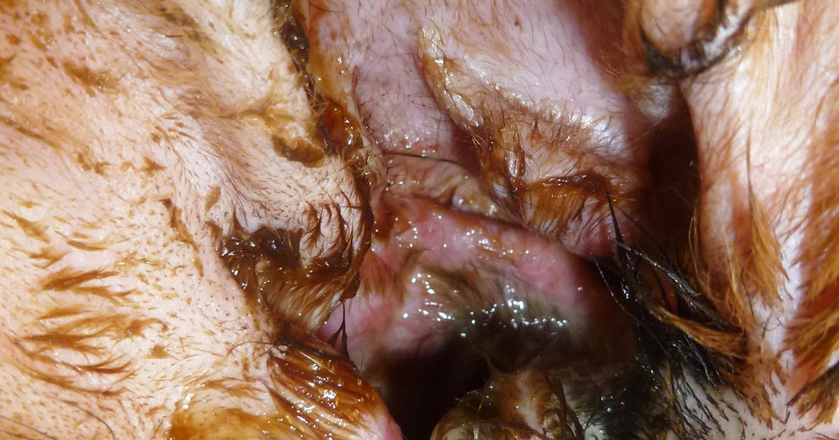Figure 2. Ulceration of the external ear with an abundant amount of purulent discharge from the right ear of a dog with Pseudomonas aeruginosa otitis externa.