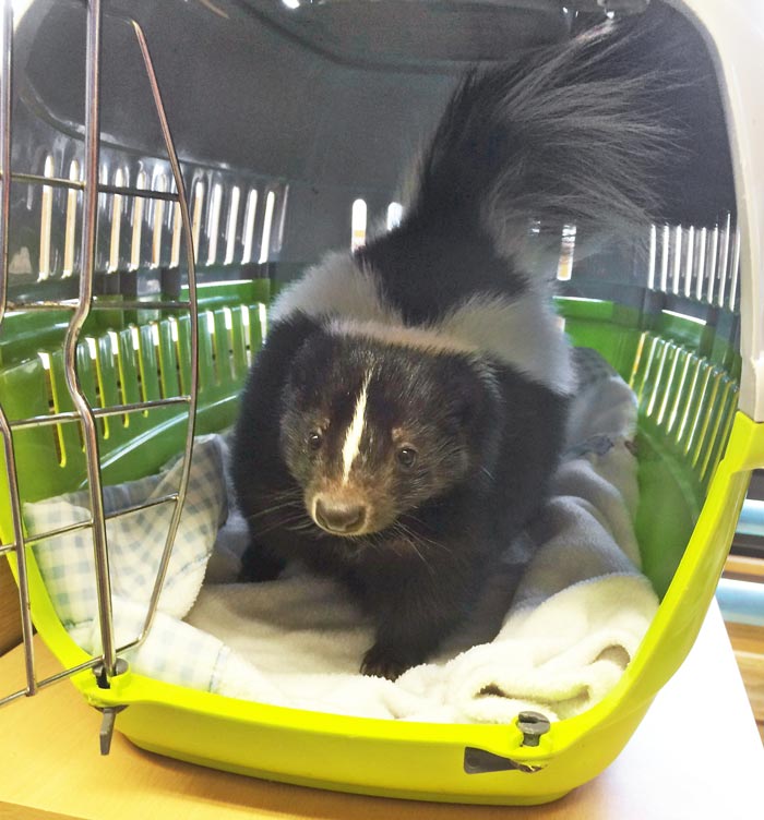 Figure 1. Skunks can occasionally be seen in private practice. Their hospitalisation requirements are similar to those of ferrets; however, their dietary requirements are different as they are omnivores.