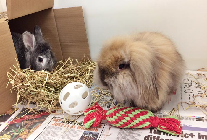 Figure 2. Rabbits and rodents should be provided cardboard boxes and tunnels to hide in.